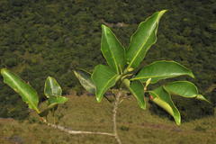 Palaquium ellipticum